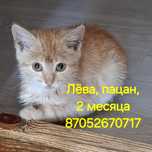 Котенок-мальчик рыжий бесплатно