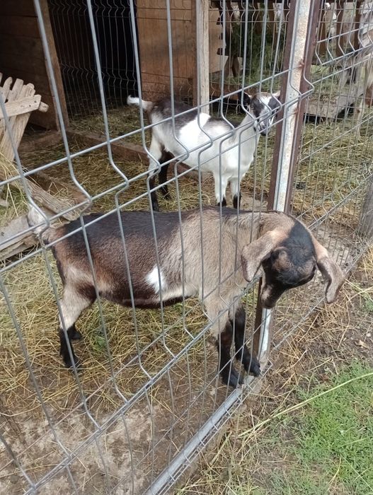 Capre Saanen și Alpina franceza de Vânzare
