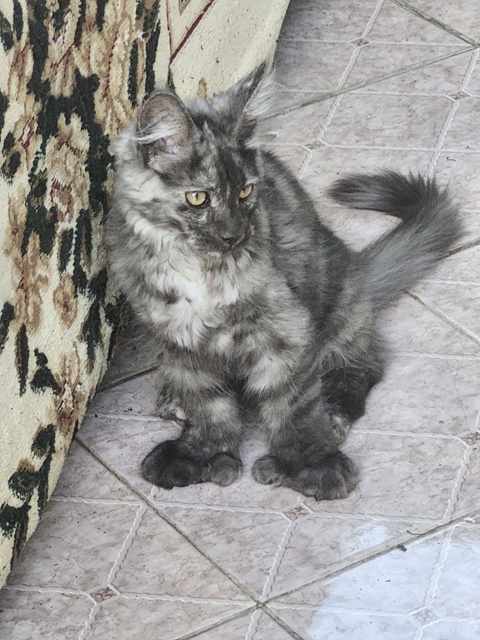 Продаётся  Котенок  мейкун полидарк с