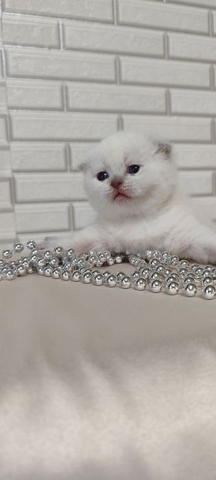 Наши булочки подросли и готовы переехать в новый дом