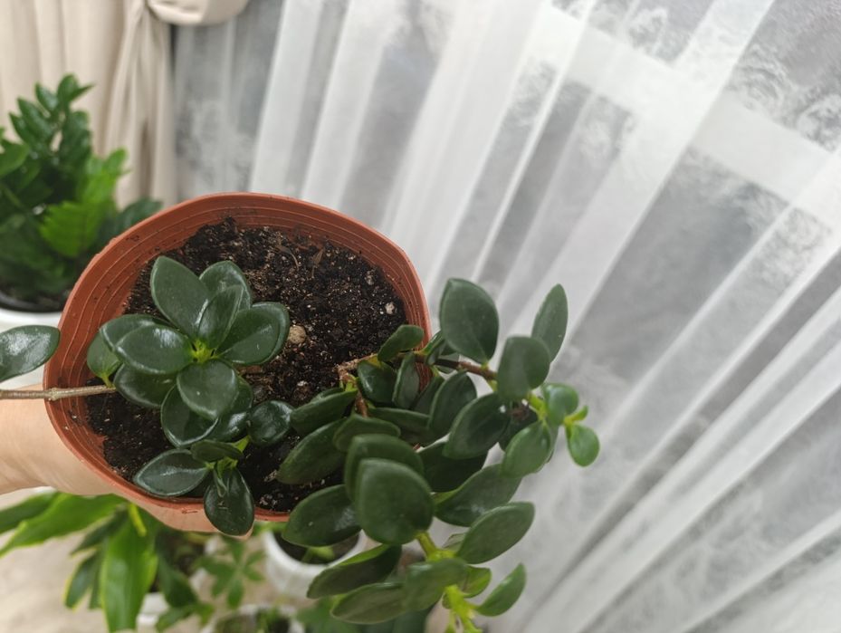 Золотая рыбка-комнатное растение