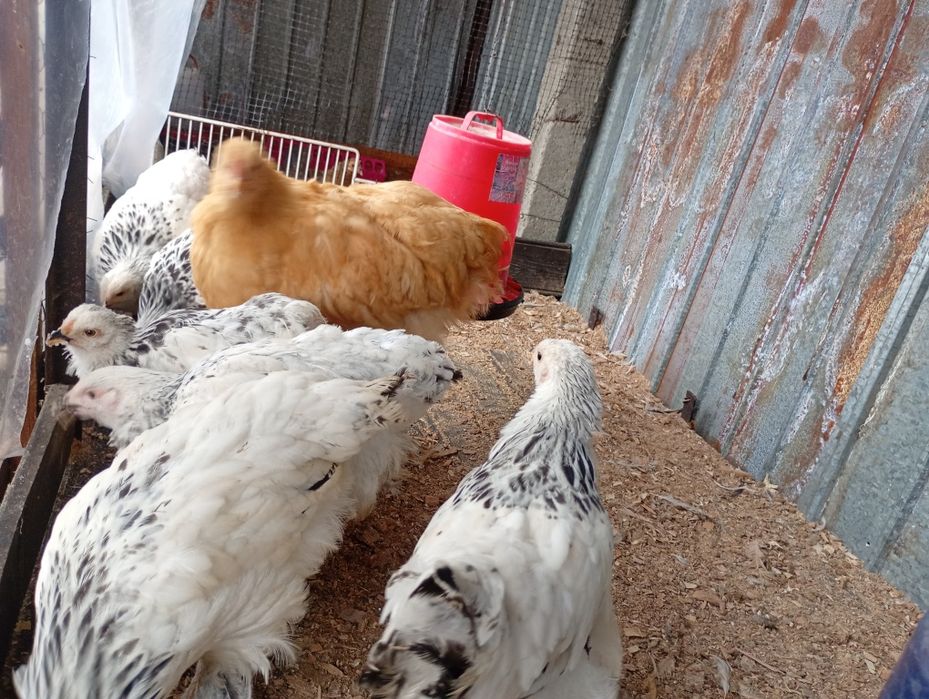 Pui brahma, cochinchina