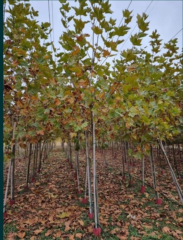 Platani cei mai ieftin