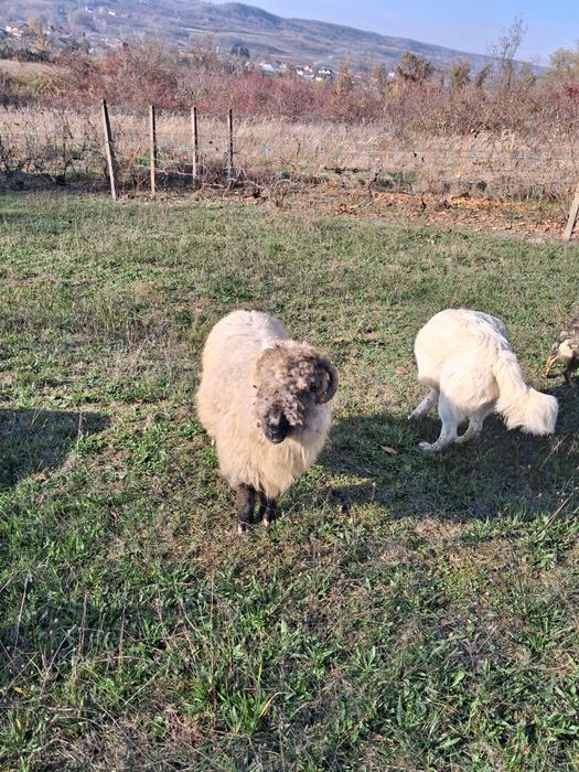 Vând o oaie bucălae