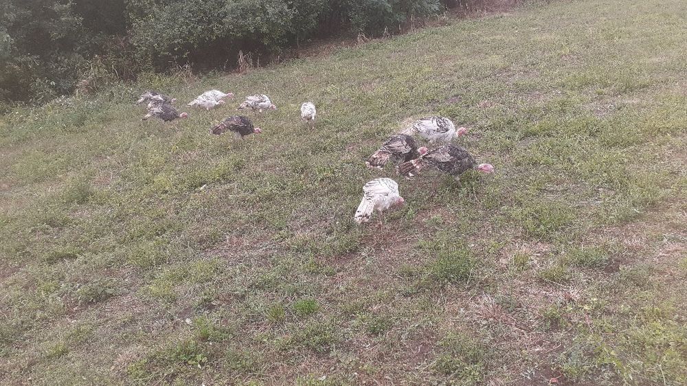 Curci și curcani de vânzare!