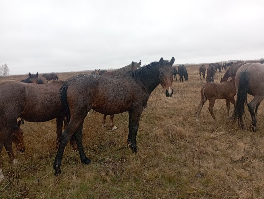Двухлетка кобылка