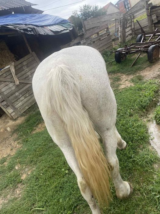 Vând o manza ardaneza si o iapa