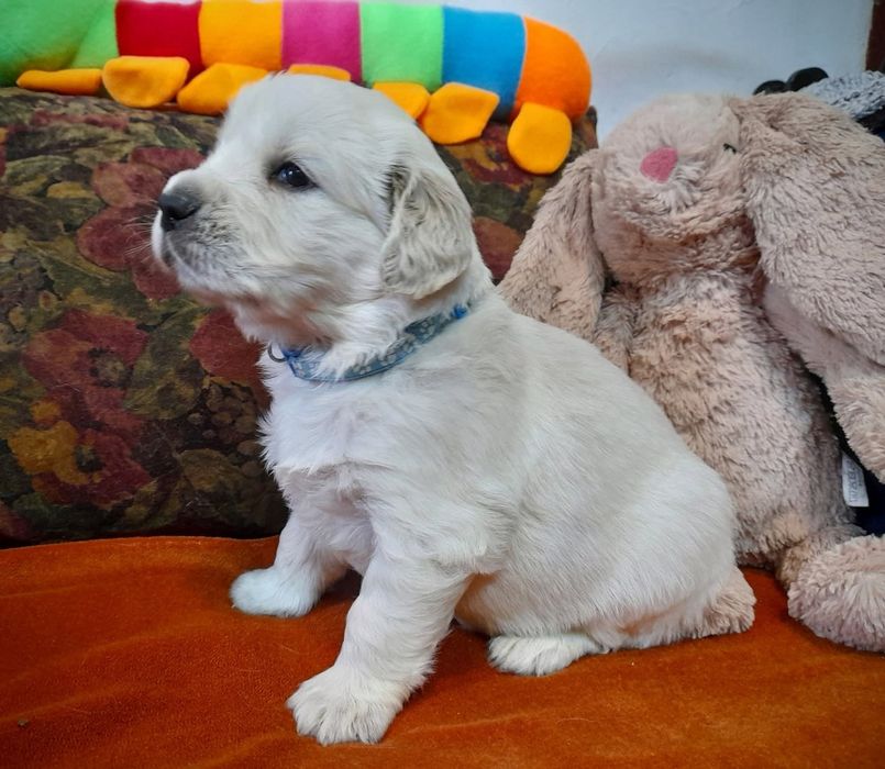 Băiețel Golden Retriever cu Pedigree