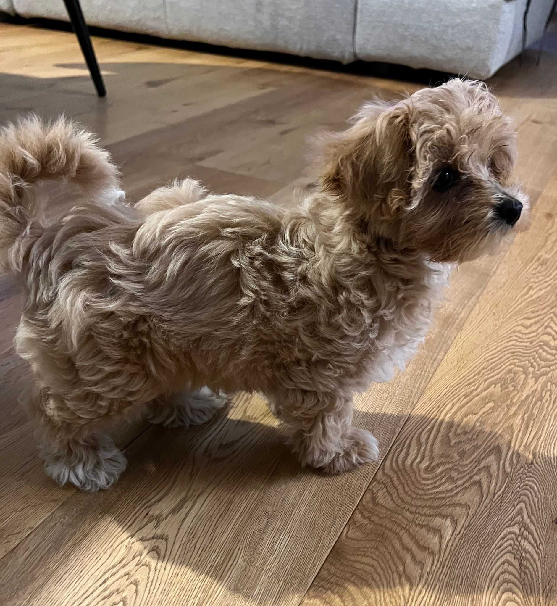 Maltipoo Toy pudel
