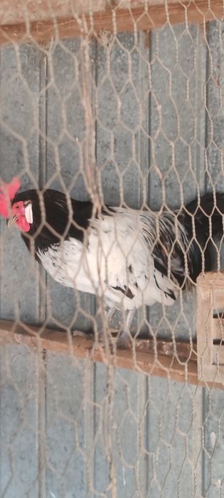 De vânzare!pe alese