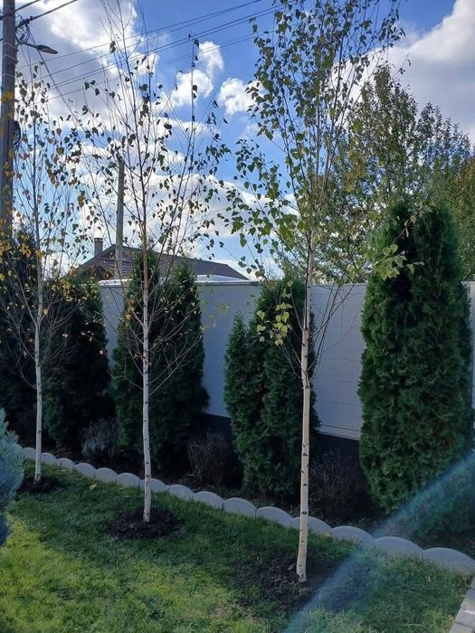 Mesteacan alb (betula pendula)