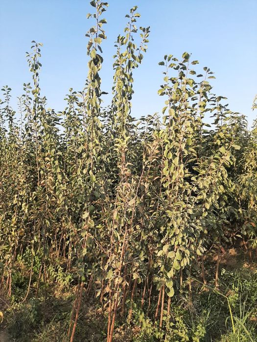 Дарахт кучатлари Сертификатланган, Карантиндан утган