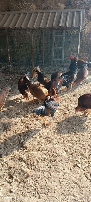 Хўроз ва товуқлар сотилади