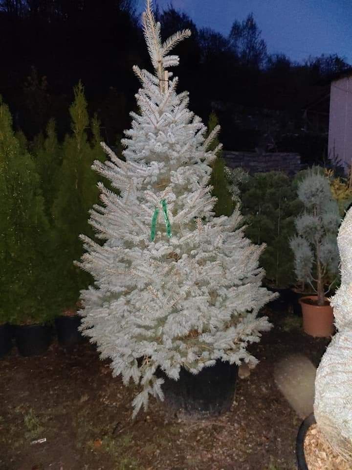 Plante ornamentale gazon rulou arbori si arbusti