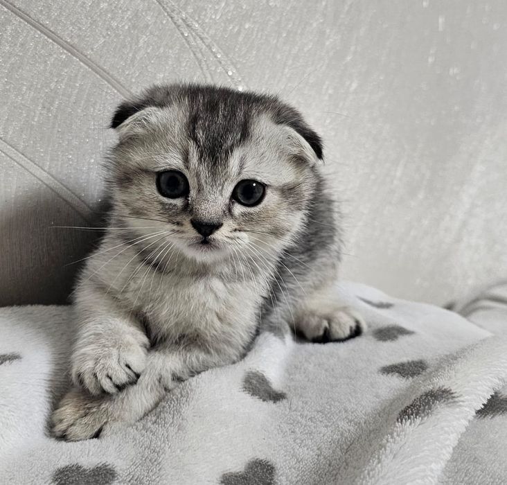 Вислоухие котята