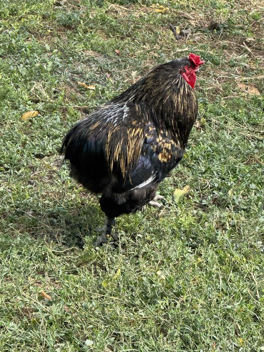 Cocos araucana 2024 de vanzare