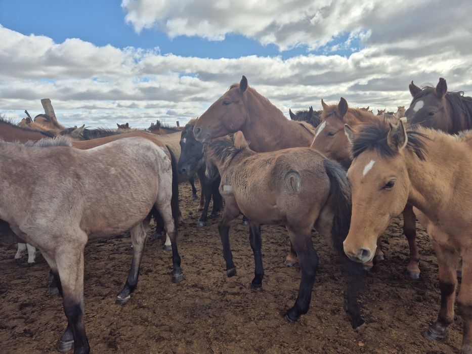 Продам тай с табуна