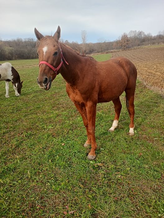 Vând cal castrat 8 ani foarte blând