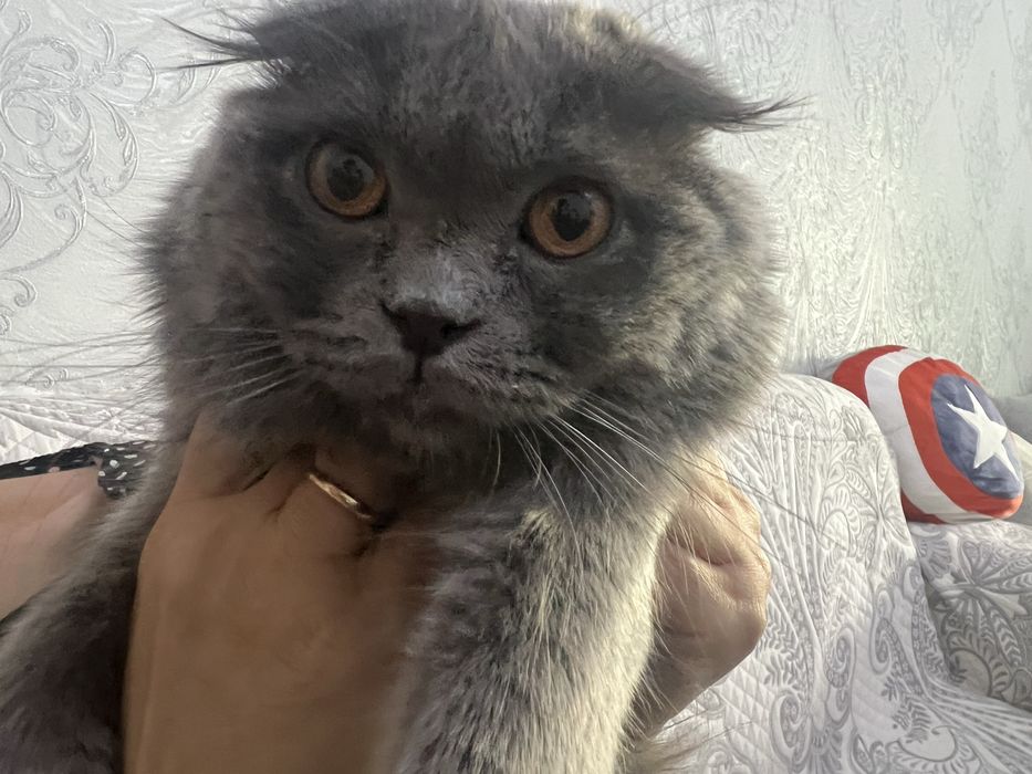 котенок скотти фолд