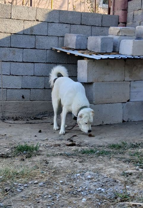 Алабай щенок продам