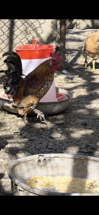 Cocoș american/pitic