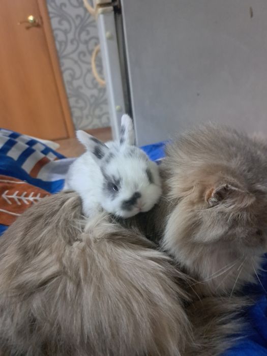 Декоративный кролик