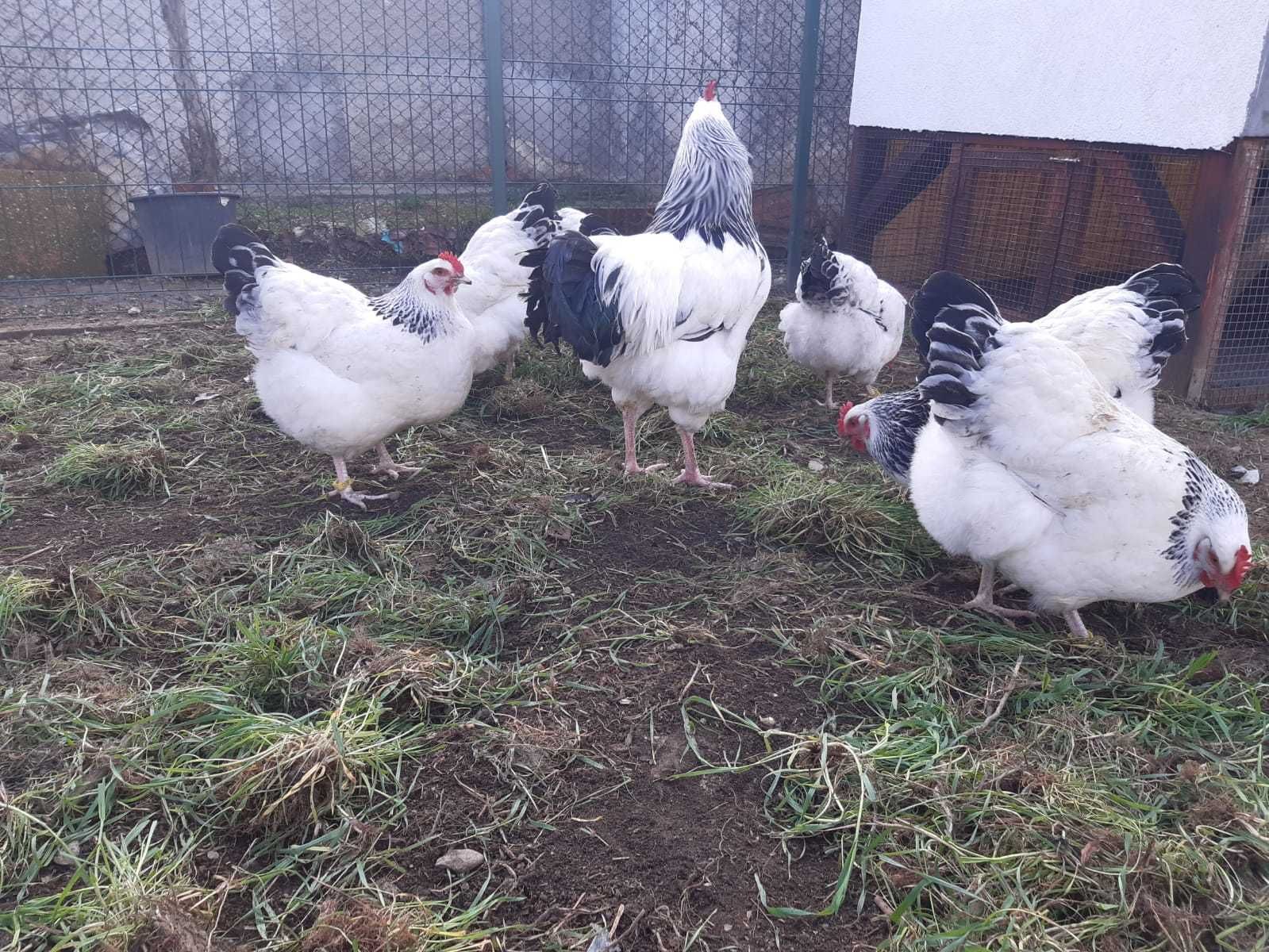 Familie de gaini rasa Sussex HD herminat deschis 5+1 varsta 2 ani