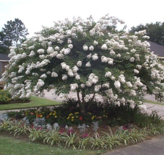 Liliac Indian (Alb )