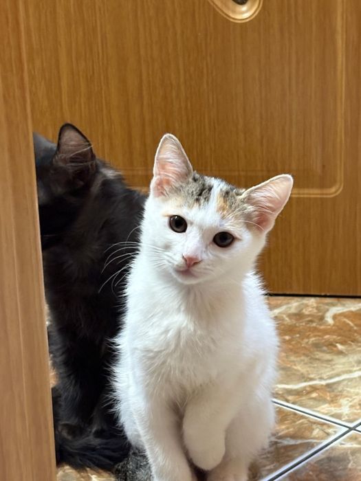 Ofer spre adopție pisici