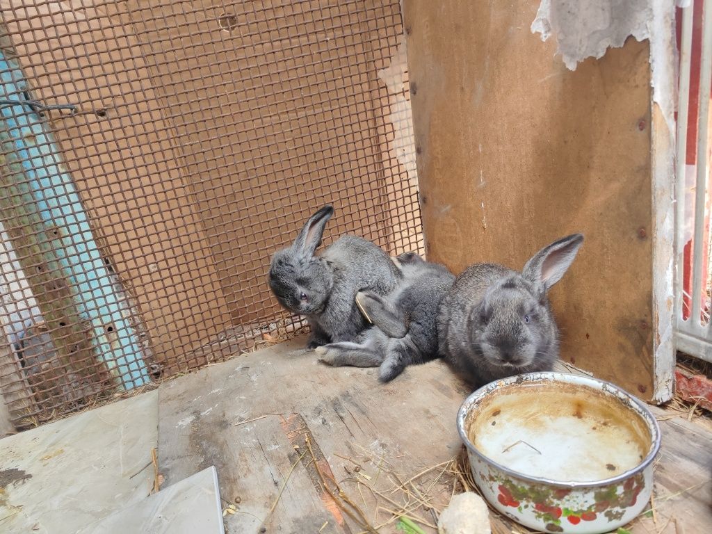 Көжектер кролики