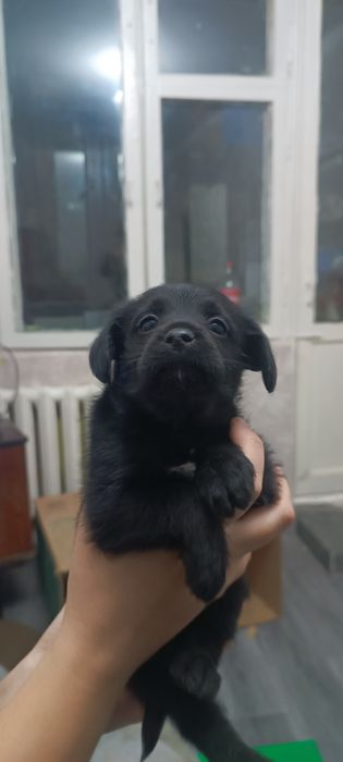 Продаю щенят красивые и хорошие