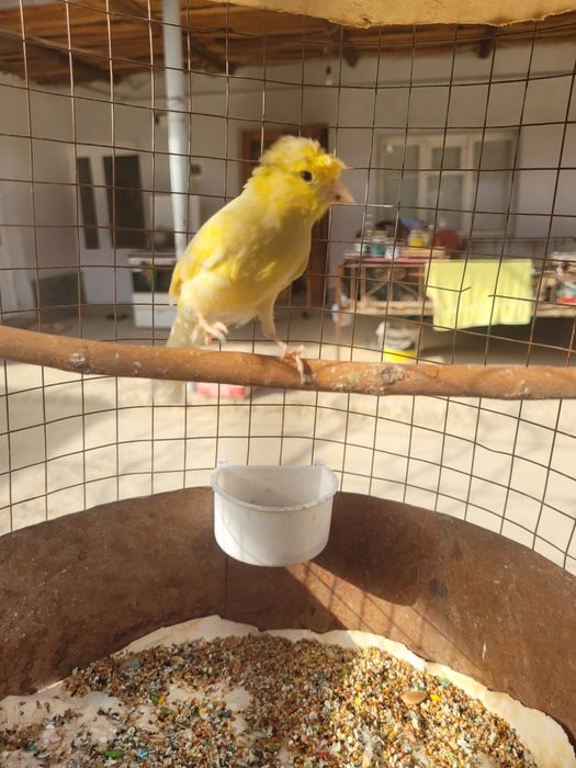 Плановой канарекала сотилади