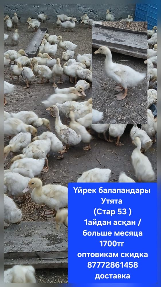 Продаются утята