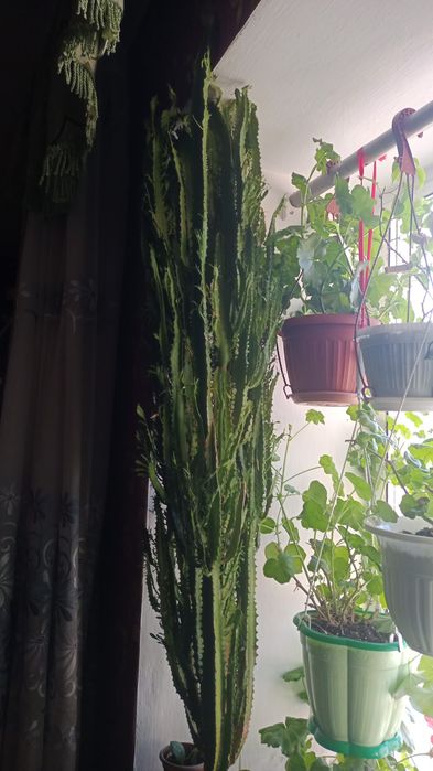 Продам большой молочай