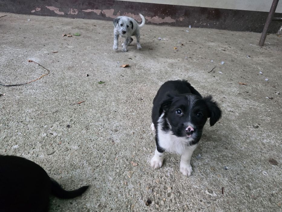 Cățeluși spre adopție, pui, de toate rasele