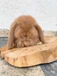 Iepuri pitici de companie berbec pitic/mini lop/holland lop