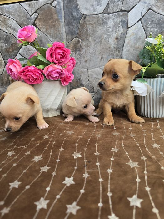 Мини чиху пинчери