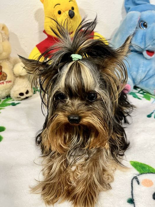 Йоркширски териер-Мини йорки