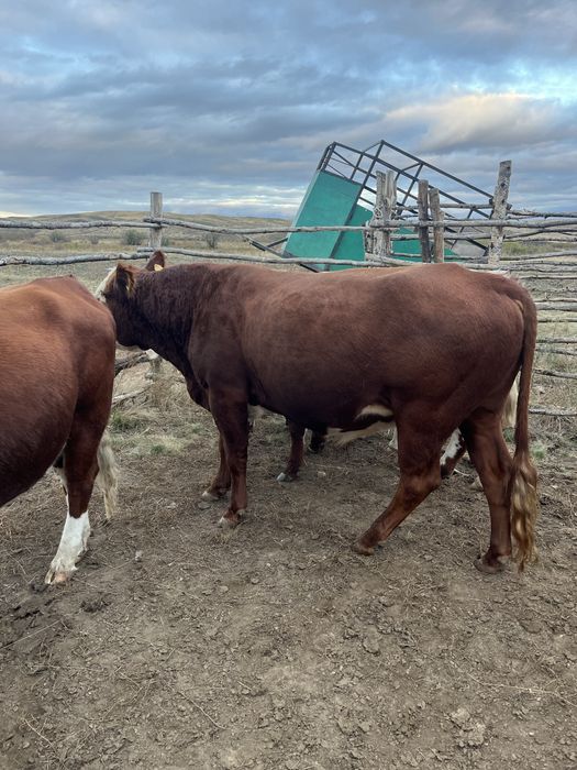 Ак бас бука обмен бар