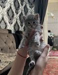 Котята бесплатно в добрые руки!