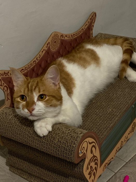 Продам кота в хорошие руки