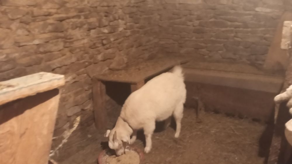 Козочка (ярка)45тыс.тг.торг.