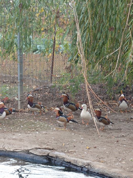 Rațe Mandarine Standard masculi