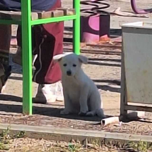 Щенку нужен дом! Срочно!