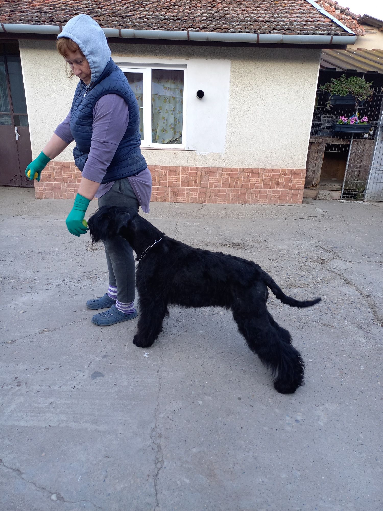 Schnauzer uriaș cu pedigree