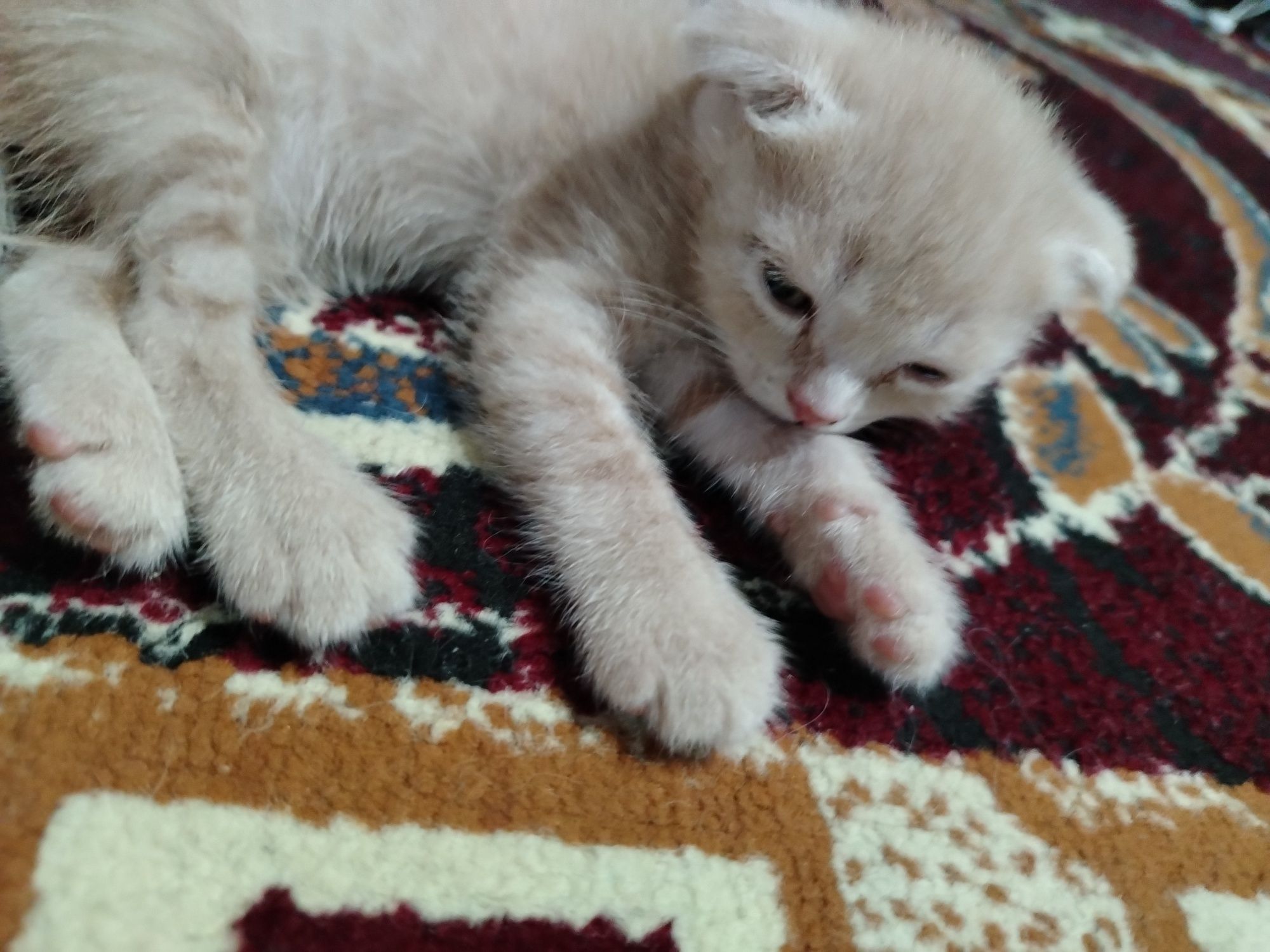 Mushuk sotiladi.