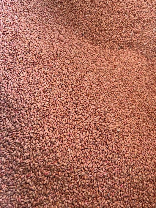 Vând grâu de sămânță