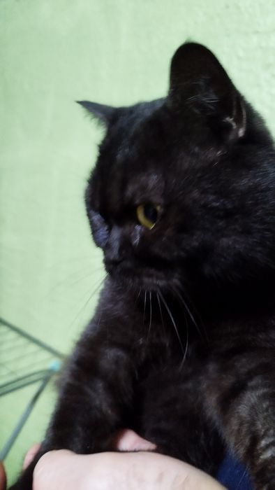 Отдам в добрые руки