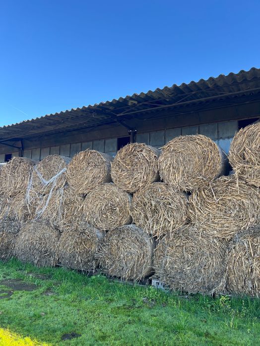 Vând baloți de tulei