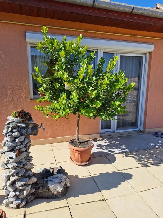 Lămâi frumos conturat